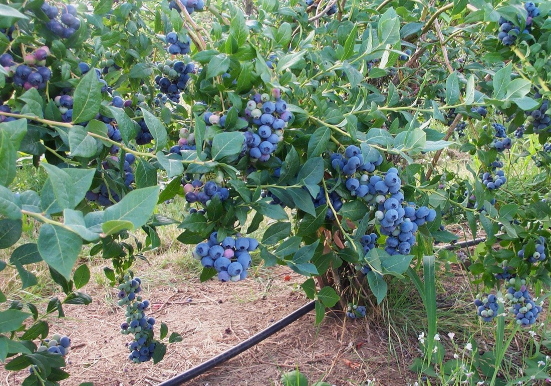 bluecrop blueberry bush